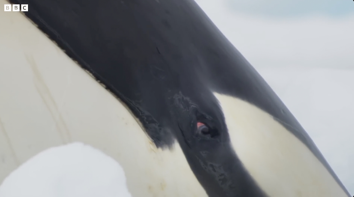 Incredible Orca Hunt (Soundtrack)